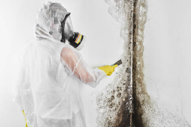 Best Mold Testing  in Montrose, VA