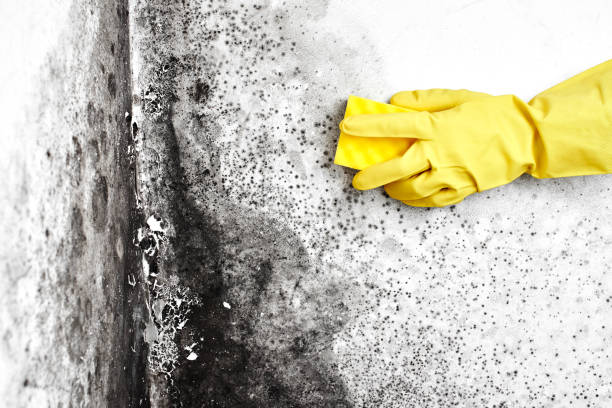 Professional Mold Removal in Montrose, VA