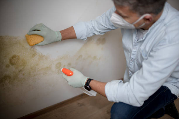 Best Fast Mold Removal  in Montrose, VA