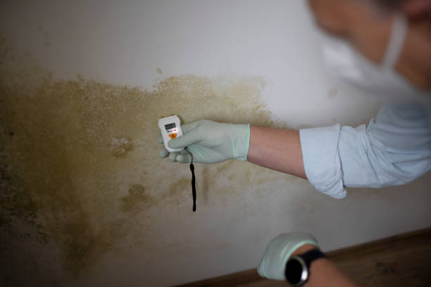 Best Same-Day Mold Removal  in Montrose, VA