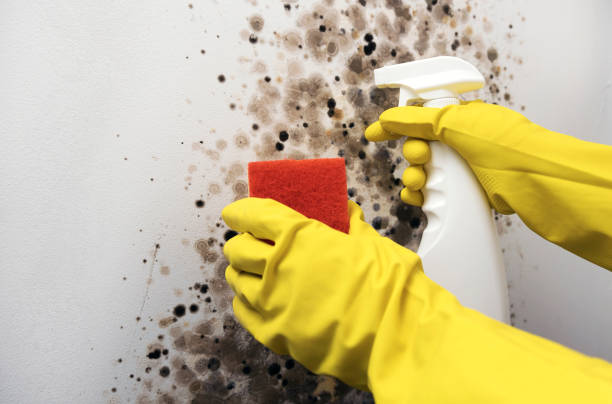 Best Certified Mold Removal  in Montrose, VA