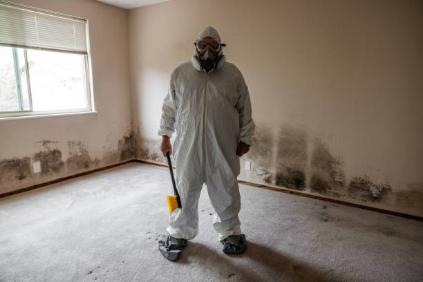 Mold Removal Process in Montrose, VA
