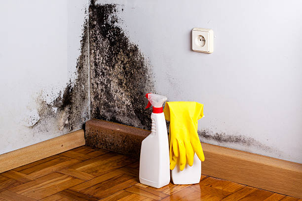 Best Emergency Mold Removal  in Montrose, VA
