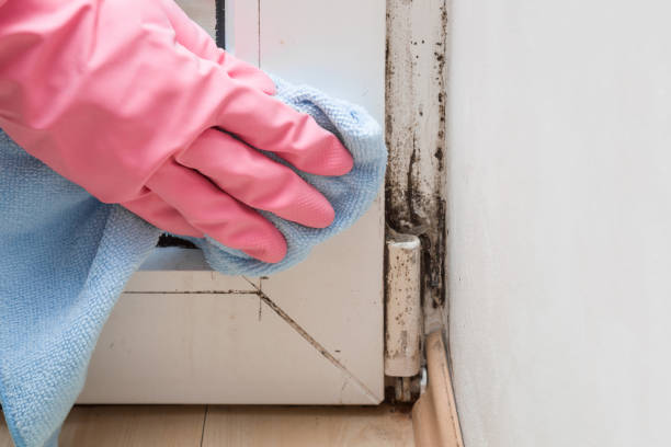 Best Mold Removal and Inspection  in Montrose, VA