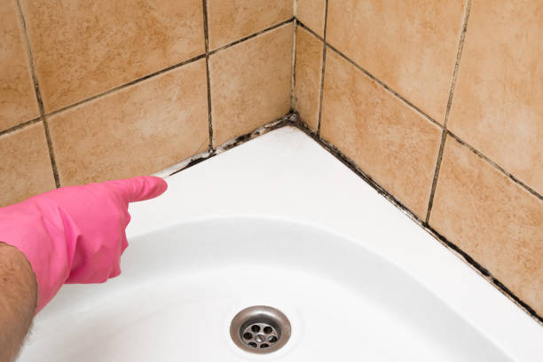 Best Emergency Mold Removal  in Montrose, VA